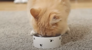 อาหารแมวคานิวา